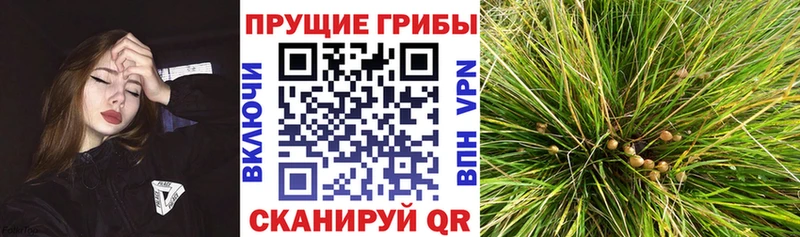 Галлюциногенные грибы прущие грибы  где продают   Сураж 